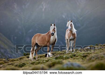 Two dun Haflingers, mountain valley pasture, Kühtai, Tyrol, Austria, Europe View Large Photo Image Picture - Two dun Haflingers, mountain valley pasture, Kühtai, Tyrol, Austria, Europe. Fotosearch