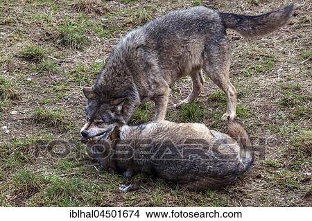 Two fighting wolves (Canis lupus), captive, Rhineland-Palatinate, Germany, Europe View Large Photo Image Picture - Two fighting wolves (Canis lupus), captive, Rhineland-Palatinate, Germany, Europe. Fotosearch
