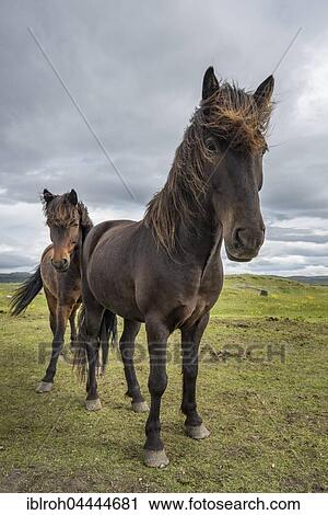 Stock Image - Two Icelandic horses, ponies, Iceland, Europe. Fotosearch