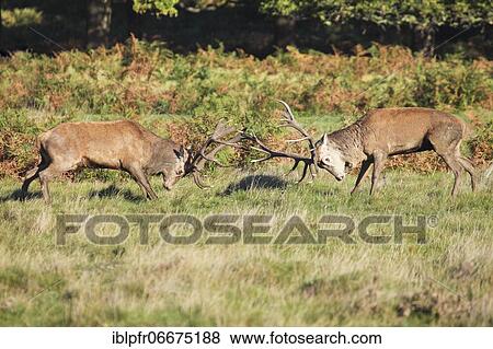 Two red deer in a duel during the rut, Richnond Park, London, England, United Kingdom, Europe View Large Photo Image Stock Photo - Two red deer in a duel during the rut, Richnond Park, London, England, United Kingdom, Europe. Fotosearch