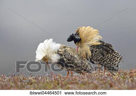 Two ruffs (Philomachus pugnax), at lek, displaying in nuptial plumage, Varanger Peninsula, Norway, Europe View Large Photo Image Stock Image - Two ruffs (Philomachus pugnax), at lek, displaying in nuptial plumage, Varanger Peninsula, Norway, Europe. Fotosearch