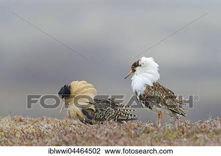 Stock Image - Two ruffs (Philomachus pugnax), at lek, displaying in nuptial plumage, Varanger Peninsula, Norway, Europe. Fotosearch