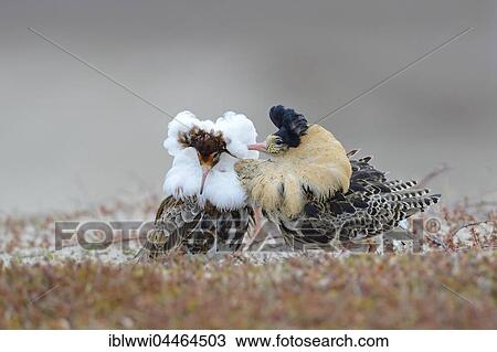 Two ruffs (Philomachus pugnax), at lek, displaying in nuptial plumage, Varanger Peninsula, Norway, Europe View Large Photo Image Stock Image - Two ruffs (Philomachus pugnax), at lek, displaying in nuptial plumage, Varanger Peninsula, Norway, Europe. Fotosearch