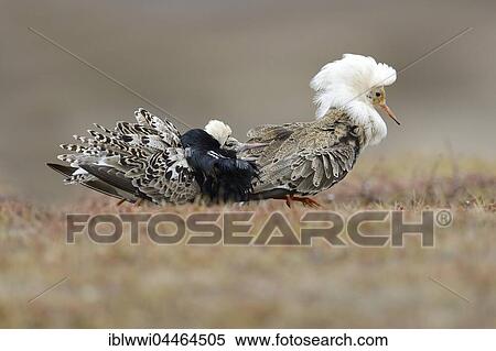 Two ruffs (Philomachus pugnax), at lek, displaying in nuptial plumage, Varanger Peninsula, Norway, Europe View Large Photo Image Stock Photography - Two ruffs (Philomachus pugnax), at lek, displaying in nuptial plumage, Varanger Peninsula, Norway, Europe. Fotosearch