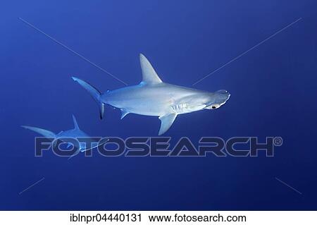 Two scalloped hammerhead sharks (Sphyrna lewini) swimming in open sea, Red Sea, Egypt, Africa View Large Photo Image Stock Image - Two scalloped hammerhead sharks (Sphyrna lewini) swimming in open sea, Red Sea, Egypt, Africa. Fotosearch