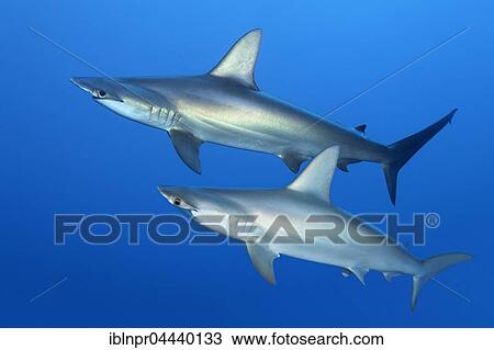Two scalloped hammerhead sharks (Sphyrna lewini) swimming in open sea, Red Sea, Egypt, Africa View Large Photo Image Stock Image - Two scalloped hammerhead sharks (Sphyrna lewini) swimming in open sea, Red Sea, Egypt, Africa. Fotosearch