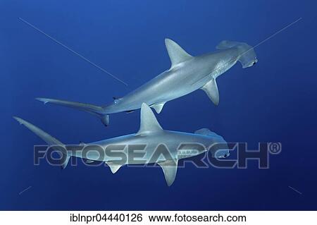 Two scalloped hammerhead sharks (Sphyrna lewini) swimming in open sea, Red Sea, Egypt, Africa View Large Photo Image Stock Photograph - Two scalloped hammerhead sharks (Sphyrna lewini) swimming in open sea, Red Sea, Egypt, Africa. Fotosearch