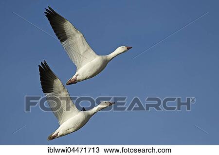 Two snow geese (Anser caerulescens, Chen caerulescens) in flight, Bosque del Apache, New Mexico, USA, North America View Large Photo Image Stock Image - Two snow geese (Anser caerulescens, Chen caerulescens) in flight, Bosque del Apache, New Mexico, USA, North America. Fotosearch