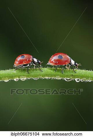 Two-spot ladybird on blade of grass, Switzerland, Europe View Large Photo Image Picture - Two-spot ladybird on blade of grass, Switzerland, Europe. Fotosearch
