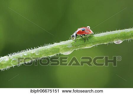 Two-spot ladybird on blade of grass, Switzerland, Europe View Large Photo Image Stock Image - Two-spot ladybird on blade of grass, Switzerland, Europe. Fotosearch