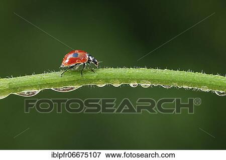 Stock Photo - Two-spot ladybird on blade of grass, Switzerland, Europe. Fotosearch
