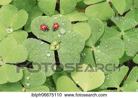 Two-spot ladybird on clover, Switzerland, Europe View Large Photo Image Stock Image - Two-spot ladybird on clover, Switzerland, Europe. Fotosearch
