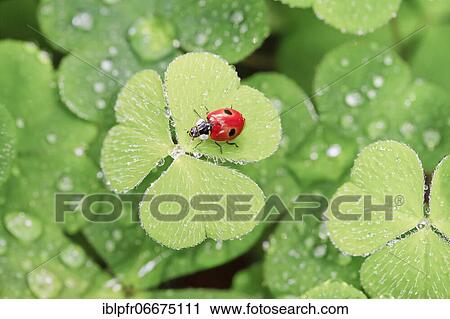 Two-spot ladybird on clover, Switzerland, Europe View Large Photo Image Stock Image - Two-spot ladybird on clover, Switzerland, Europe. Fotosearch