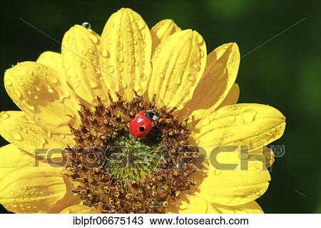 Stock Image - Two-spot ladybird on sunflower, Switzerland, Europe. Fotosearch