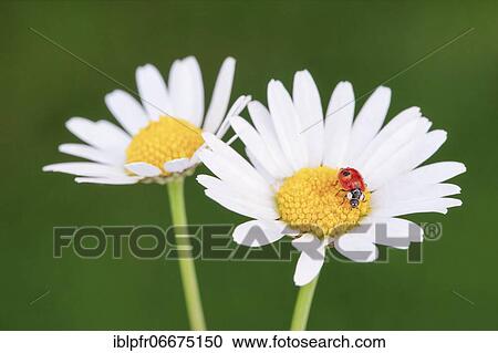 Stock Image - Two-spotted ladybird on daisy, Switzerland, Europe. Fotosearch