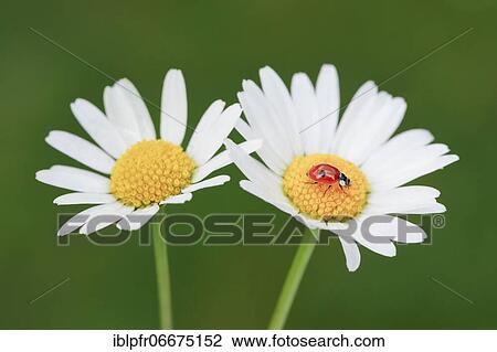 Two-spotted ladybird on daisy, Switzerland, Europe View Large Photo Image Stock Image - Two-spotted ladybird on daisy, Switzerland, Europe. Fotosearch