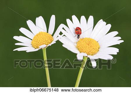 Stock Photo - Two-spotted ladybird on daisy, Switzerland, Europe. Fotosearch