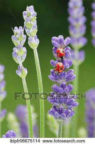 Two-spotted ladybird on lavender flower, Switzerland, Europe View Large Photo Image Picture - Two-spotted ladybird on lavender flower, Switzerland, Europe. Fotosearch