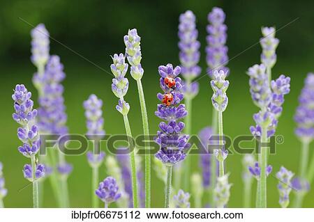 Two-spotted ladybird on lavender flower, Switzerland, Europe View Large Photo Image Stock Image - Two-spotted ladybird on lavender flower, Switzerland, Europe. Fotosearch