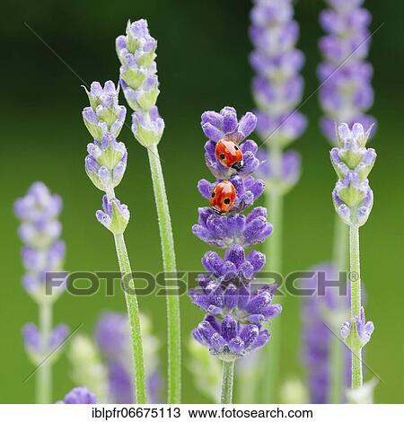 Stock Image - Two-spotted ladybird on lavender flower, Switzerland, Europe. Fotosearch
