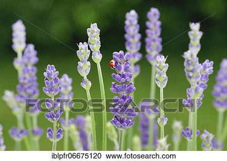 Two-spotted ladybird on lavender flower, Switzerland, Europe View Large Photo Image Stock Image - Two-spotted ladybird on lavender flower, Switzerland, Europe. Fotosearch