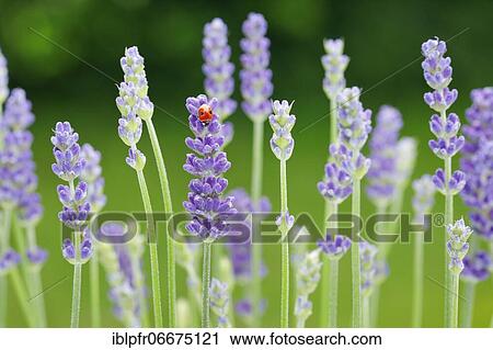 Two-spotted ladybird on lavender flower, Switzerland, Europe View Large Photo Image Stock Image - Two-spotted ladybird on lavender flower, Switzerland, Europe. Fotosearch