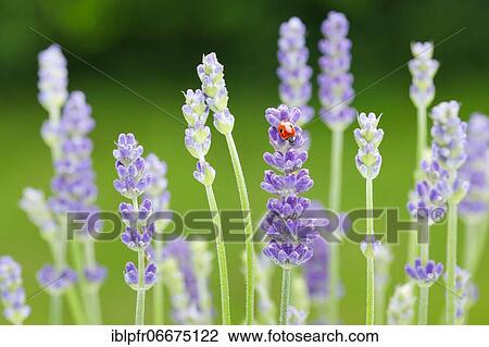 Two-spotted ladybird on lavender flower, Switzerland, Europe View Large Photo Image Stock Image - Two-spotted ladybird on lavender flower, Switzerland, Europe. Fotosearch