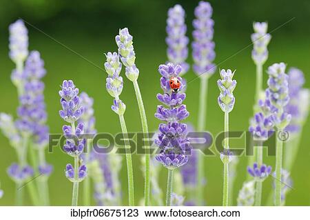 Two-spotted ladybird on lavender flower, Switzerland, Europe View Large Photo Image Stock Image - Two-spotted ladybird on lavender flower, Switzerland, Europe. Fotosearch