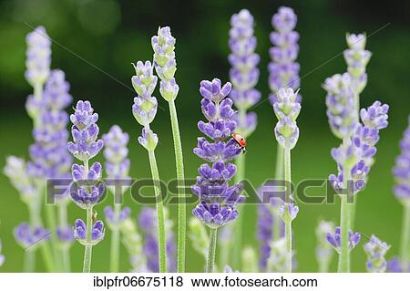 Two-spotted ladybird on lavender flower, Switzerland, Europe View Large Photo Image Stock Photo - Two-spotted ladybird on lavender flower, Switzerland, Europe. Fotosearch