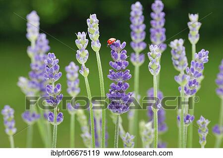 Stock Photo - Two-spotted ladybird on lavender flower, Switzerland, Europe. Fotosearch