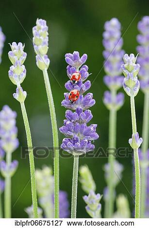 Stock Photo - Two-spotted ladybird on lavender flower, Switzerland, Europe. Fotosearch