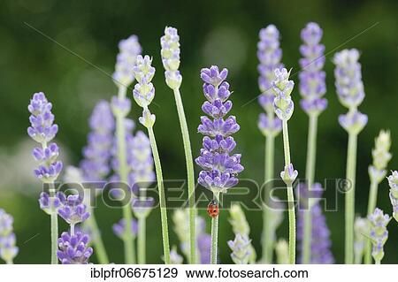 Two-spotted ladybird on lavender flower, Switzerland, Europe View Large Photo Image Stock Photo - Two-spotted ladybird on lavender flower, Switzerland, Europe. Fotosearch