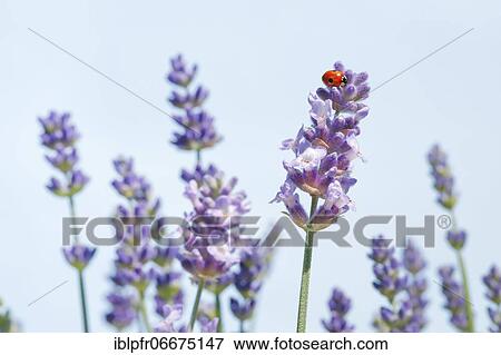 Two-spotted ladybird on lavender flower, Switzerland, Europe View Large Photo Image Stock Photo - Two-spotted ladybird on lavender flower, Switzerland, Europe. Fotosearch