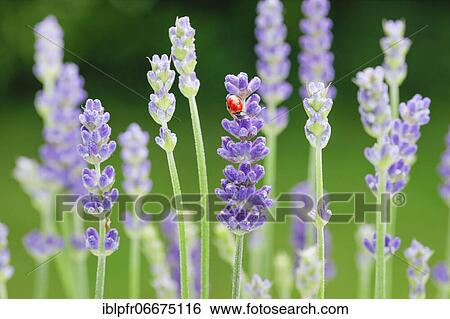 Stock Photograph - Two-spotted ladybird on lavender flower, Switzerland, Europe. Fotosearch