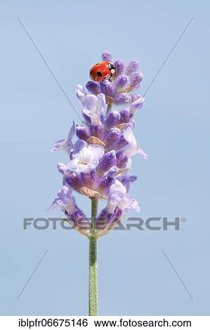 Stock Photograph - Two-spotted ladybird on lavender flower, Switzerland, Europe. Fotosearch