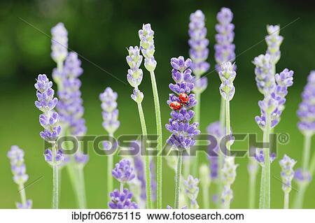 Two-spotted ladybird on lavender flower, Switzerland, Europe View Large Photo Image Stock Photography - Two-spotted ladybird on lavender flower, Switzerland, Europe. Fotosearch