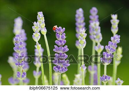 Two-spotted ladybird on lavender flower, Switzerland, Europe View Large Photo Image Stock Photography - Two-spotted ladybird on lavender flower, Switzerland, Europe. Fotosearch