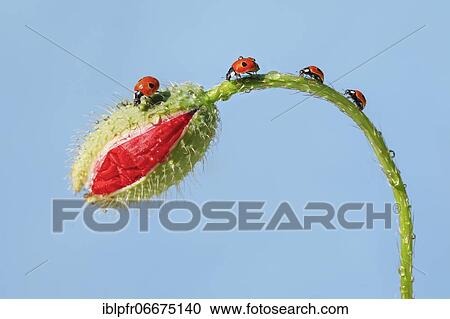 Two-spotted ladybird on poppy flower, Switzerland, Europe View Large Photo Image Stock Image - Two-spotted ladybird on poppy flower, Switzerland, Europe. Fotosearch