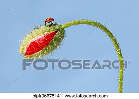 Two-spotted ladybird on poppy flower, Switzerland, Europe View Large Photo Image Stock Image - Two-spotted ladybird on poppy flower, Switzerland, Europe. Fotosearch