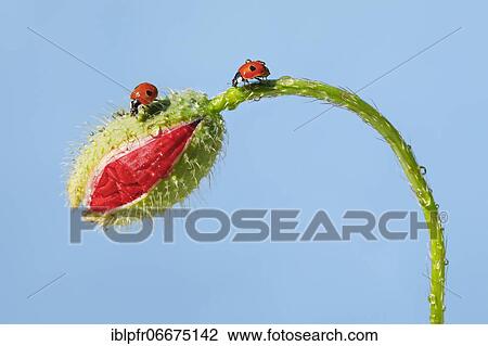 Two-spotted ladybird on poppy flower, Switzerland, Europe View Large Photo Image Stock Image - Two-spotted ladybird on poppy flower, Switzerland, Europe. Fotosearch