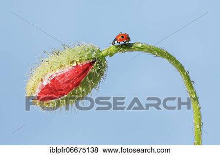 Two-spotted ladybird on poppy flower, Switzerland, Europe View Large Photo Image Stock Photo - Two-spotted ladybird on poppy flower, Switzerland, Europe. Fotosearch