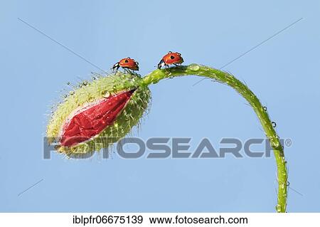 Stock Photo - Two-spotted ladybird on poppy flower, Switzerland, Europe. Fotosearch
