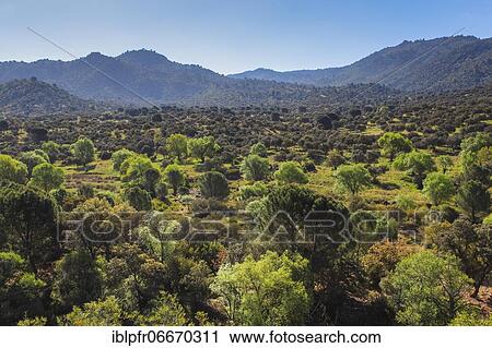 Stock Image - Typical landscape in National Park of Sierra de Andújar, Spain, Europe. Fotosearch