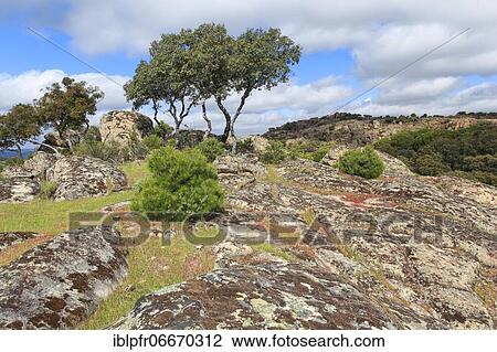 Typical landscape in Sierra de Andújar National Park, Spain, Europe View Large Photo Image Stock Image - Typical landscape in Sierra de Andújar National Park, Spain, Europe. Fotosearch