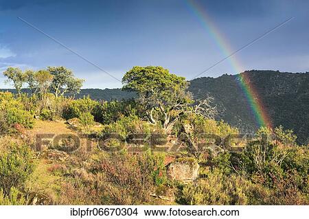 Picture - Typical landscape in the Sierra de Andújar National Park, Jaén Province, Andalusia, Spain, Europe. Fotosearch