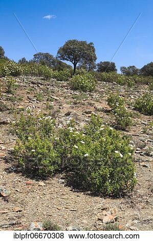 Stock Photo - Typical landscape in the Sierra Morena, Spain, Europe. Fotosearch