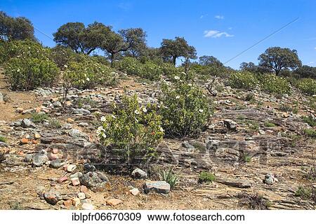 Typical landscape in the Sierra Morena, Spain, Europe View Large Photo Image Stock Photo - Typical landscape in the Sierra Morena, Spain, Europe. Fotosearch