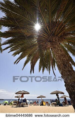 Vacationers, sun rays through palm tree on the beach, Playa de las Teresitas, San Andres, Tenerife, Canary Islands, Spain, Europe View Large Photo Image Stock Photograph - Vacationers, sun rays through palm tree on the beach, Playa de las Teresitas, San Andres, Tenerife, Canary Islands, Spain, Europe. Fotosearch