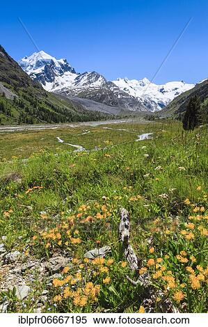Val Roseg, Piz Roseg, Grisons, Switzerland, Europe View Large Photo Image Stock Photography - Val Roseg, Piz Roseg, Grisons, Switzerland, Europe. Fotosearch