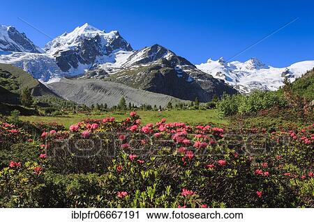 Val Roseg with Piz Roseg, Switzerland, Europe View Large Photo Image Stock Image - Val Roseg with Piz Roseg, Switzerland, Europe. Fotosearch